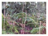 Alaskan Ginseng in the dormant stage, Feb. 2000