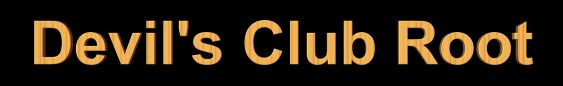 Devil's Club Root is also called Alaskan Ginseng